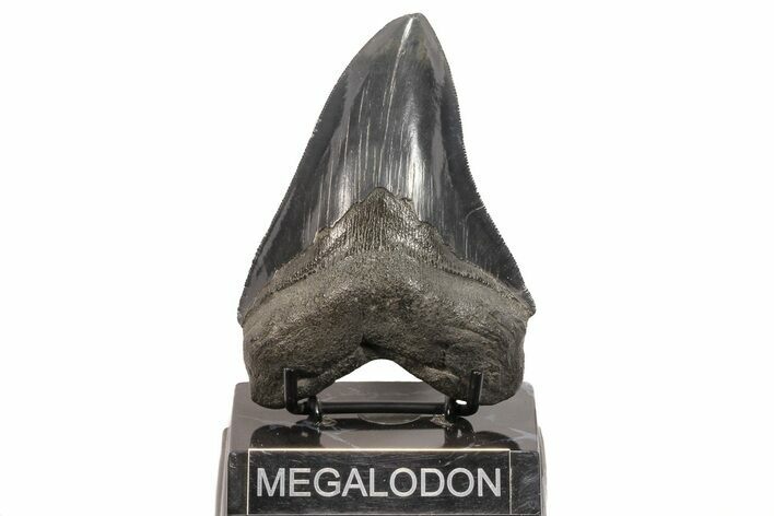 Serrated, Fossil Megalodon Tooth - Georgia #78189